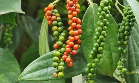 Giá tiêu hôm nay 19/9/2025: Thị trường ổn định