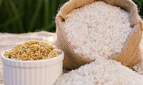 Giá lúa gạo hôm nay 11/10/2025: Thị trường xuất khẩu tiếp tục giảm, nội địa ổn định