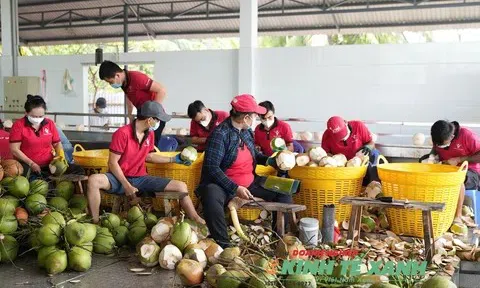 Chinh phục thị trường Mỹ: Dừa Việt Nam đặt nền móng cho xuất khẩu bền vững