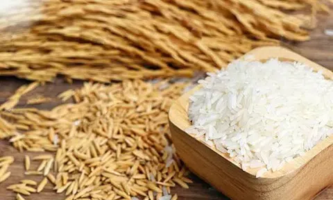 Giá lúa gạo hôm nay 14/10/2025: Thị trường nội địa ổn định, xuất khẩu giảm sức hút