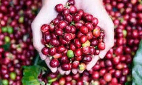 Giá cà phê hôm nay 19/10/2025: Đồng loạt giảm nhẹ