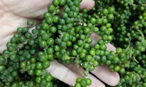 Giá tiêu hôm nay 21/10/2025: Tăng nhẹ trong nước