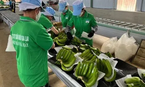 Hoàng Anh Gia Lai lãi hơn 1.300 tỷ đồng sau 9 tháng, vượt 18% kế hoạch năm