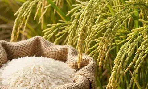 Giá lúa gạo hôm nay 23/10/2025: Thị trường trong nước ổn định, xuất khẩu giảm nhẹ