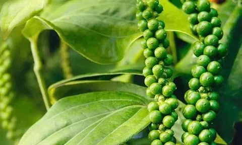 Giá tiêu hôm nay 23/10/2025: Xuất khẩu tiêu sang Ấn Độ tăng mạnh cả lượng và giá