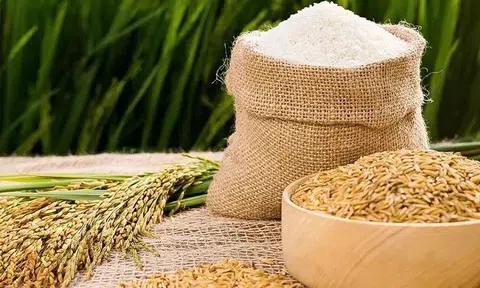 Giá lúa gạo hôm nay 24/10/2025: Lúa tươi giảm mạnh, gạo trong nước ổn định