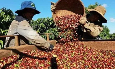 Giá cà phê hôm nay 25/10/2025: Trong nước tăng vọt, lập đỉnh 5 tuần
