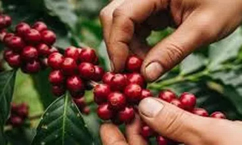 Giá cà phê hôm nay 26/10/2025: Trong nước tăng nhẹ, nối dài chuỗi phục hồi từ đầu tháng 10