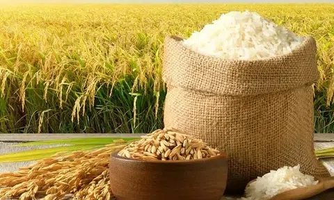 Giá lúa gạo hôm nay 28/10/2025: Giá gạo và phụ phẩm tăng giảm đan xen