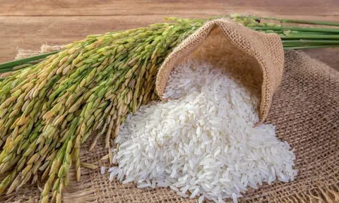 Thông qua nội dung Bản ghi nhớ hợp tác thương mại gạo Việt Nam – Singapore