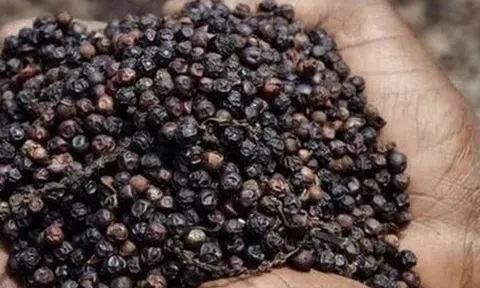 Giá tiêu hôm nay 30/10/2025: Tăng 1.000 đồng/kg tại nhiều địa phương