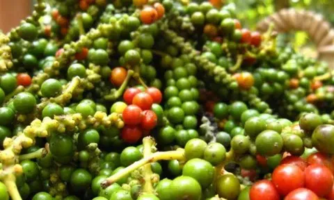 Giá tiêu hôm nay 1/11/2025: Tăng nhẹ 1.000 đồng