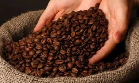Giá cà phê hôm nay 2/11/2025: Tăng mạnh 1.500 đồng/kg
