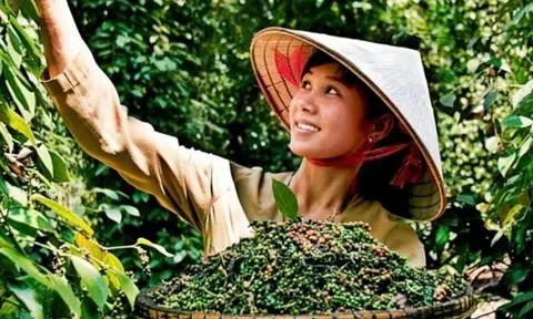 Giá tiêu hôm nay 2/11/2025: Tăng nhẹ lên 147.000 đồng/kg, triển vọng xuất khẩu sáng cuối năm