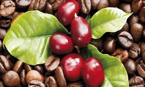 Giá cà phê hôm nay 4/11/2025: Tăng 200 đồng/kg