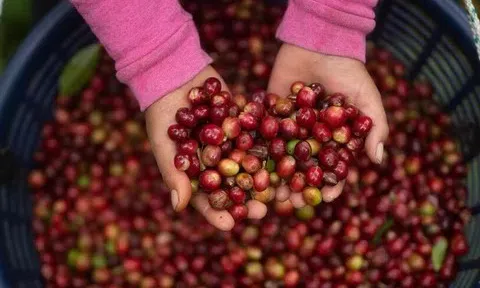 Giá cà phê hôm nay 5/11/2025: Tăng mạnh