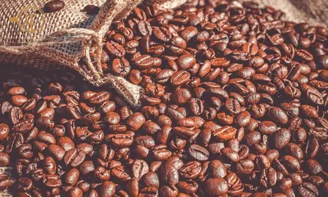 Giá cà phê hôm nay 8/11/2025: Giá cà phê sụt giảm sâu