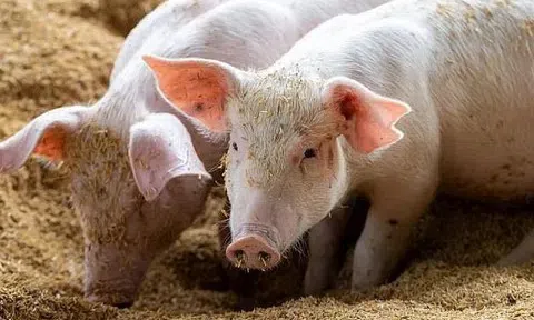 Giá heo hơi hôm nay 8/11/2025: Miền Bắc giảm sâu dưới 50.000 đồng/kg, thị trường chưa có dấu hiệu hồi phục