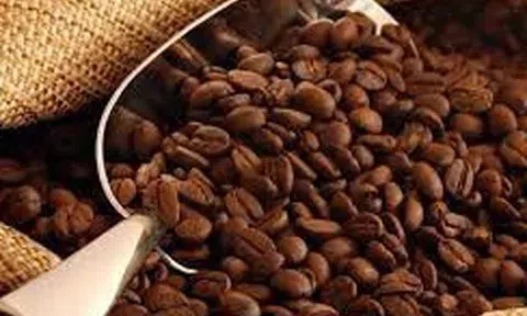 Giá cà phê hôm nay 10/11/2025: Trong nước neo ở mức cao