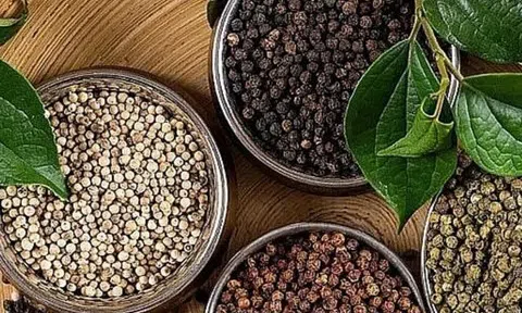 Giá tiêu hôm nay 12/11/2025: "Phá băng" giảm nhẹ tại Đắk Lắk