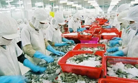 Lợi nhuận doanh nghiệp thủy sản dự báo giảm tốc trong quý cuối năm