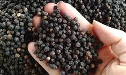 Giá tiêu hôm nay 13/11/2025: Đắk Lắk và Đắk Nông cùng giảm về mốc 146.000 đồng/kg