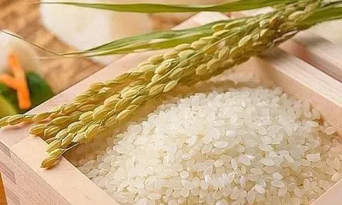 Giá lúa gạo hôm nay 14/11/2025: Giá gạo nguyên liệu biến động trái chiều