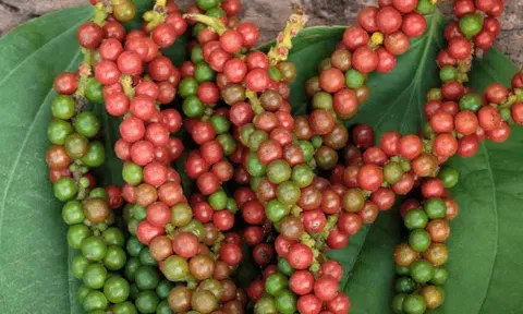 Giá tiêu hôm nay 14/11/2025: Đồng loạt giảm mạnh