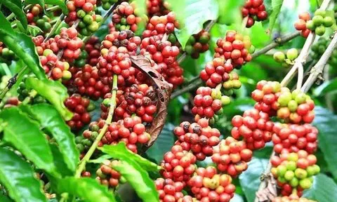 Giá cà phê hôm nay 18/11/2025: Giá cà phê Tây Nguyên tiếp tục giảm nhẹ