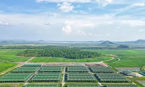 THACO AGRI đề xuất nhiều cơ chế đặc thù cho dự án nông nghiệp ở Gia Lai