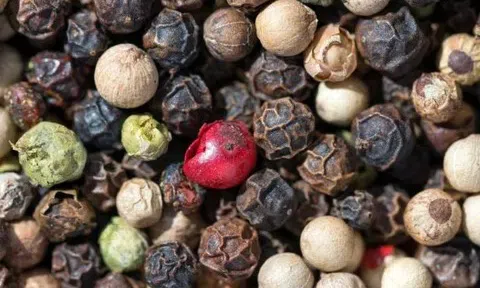 Giá tiêu hôm nay 20/11/2025: Hồ tiêu neo ở mức cao