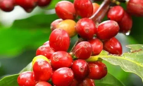 Giá cà phê hôm nay 21/11/2025: Đảo chiều giảm mạnh