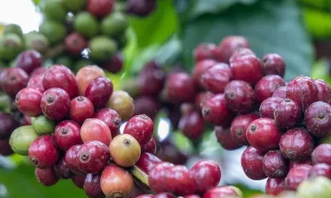Giá cà phê hôm nay 22/11/2025: Nội địa bật tăng mạnh, thế giới giảm sâu