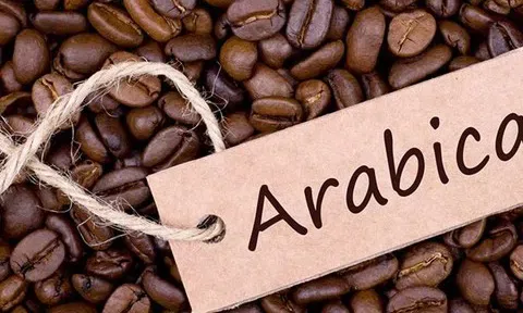 Giá cà phê hôm nay 24/11/2025: Nội địa tạm chững lại, thế giới tiếp tục lao dốc