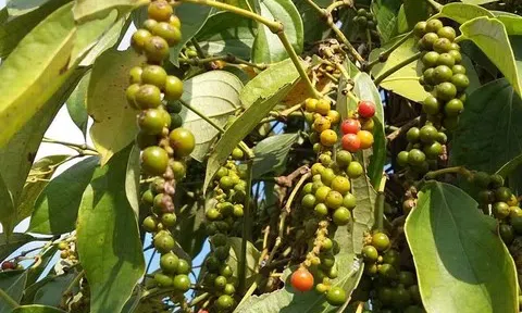 Giá tiêu hôm nay 23/11/2025: Tăng nhẹ 500 đồng/kg, thị trường trong nước giữ xu hướng tích cực