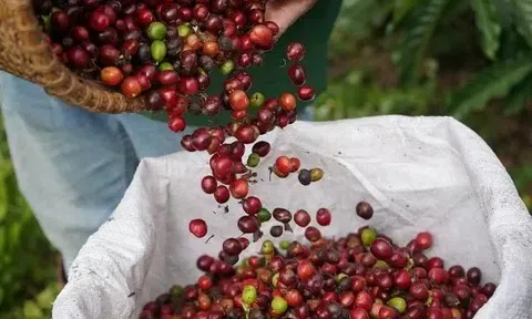Giá cà phê hôm nay 25/11/2025: Giảm nhẹ 500 đồng/kg