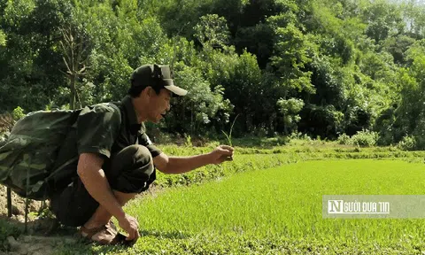 Chuyện ít biết về những người gieo "tương lai xanh" giữa núi rừng