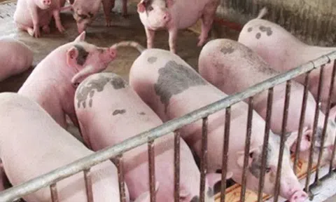 Giá heo hơi hôm nay 2/12/2025: Thị trường bật tăng mạnh, nhiều địa phương ghi nhận mức 57.000 đồng/kg