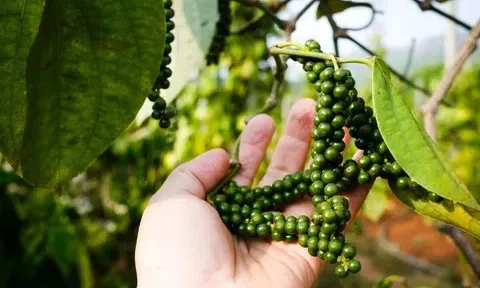 Giá tiêu hôm nay 3/12/2025: Giảm ngày thứ hai liên tiếp, thị trường thế giới phân hóa