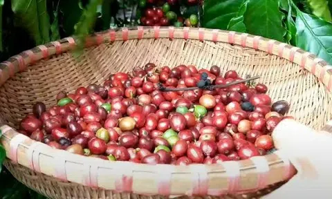 Giá cà phê hôm nay 9/12/2025: Thu hoạch của Việt Nam bắt đầu tăng tốc