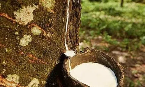 Giá cao su hôm nay 11/12/2025: Sắc xanh bao phủ các sàn giao dịch