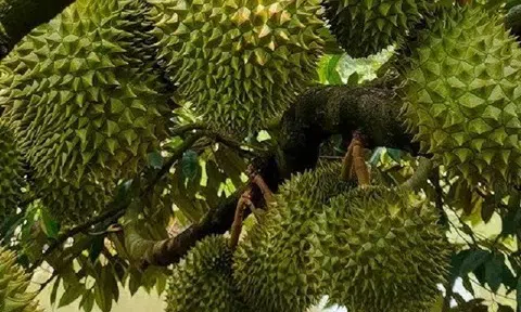 Giá sầu riêng hôm nay 12/12/2025: Thị trường giảm