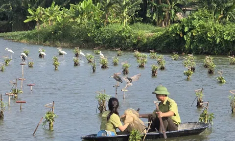 Mang lại sự bình yên cho những cánh chim trời mùa di trú