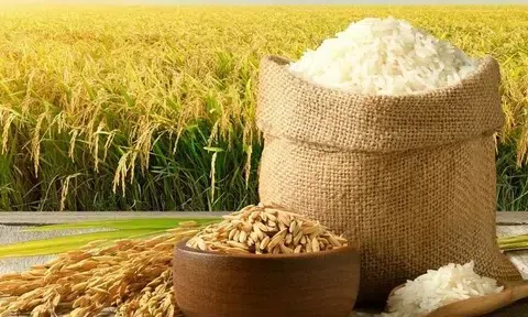 Giá lúa gạo hôm nay 16/12/2025: Giá trong nước ổn định, xuất khẩu chưa tạo lực đẩy