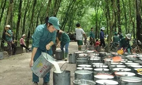 Ngành cao su tìm đà tăng trưởng mới trong năm 2025