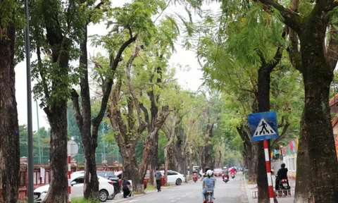 Huế lập 'hồ sơ sức khỏe' cho cây xanh đô thị