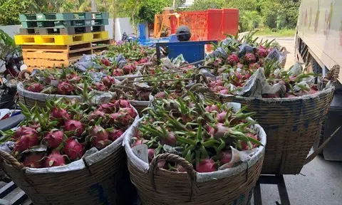 Bản quyền giống thanh long ruột đỏ LD1 và bài học tuân thủ pháp luật sở hữu trí tuệ khi hội nhập quốc tế