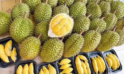 Giá sầu riêng hôm nay 20/1/2026: Thị trường cận Tết tăng cao