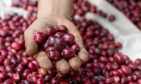 Giá cà phê hôm nay 21/1/2026: "Bốc hơi" 1.400 đồng/kg