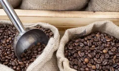 Giá cà phê hôm nay 21/1/2026: Tiến sát mốc 100.000 đồng/kg